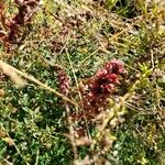 Orobanche foetida Levél