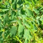 Thalictrum aquilegiifolium Blatt