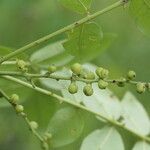 Zanthoxylum chalybeum फल