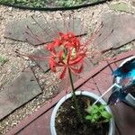 Lycoris radiata Blomst
