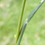 Phleum alpinum Coajă