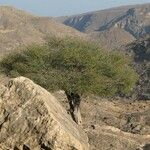 Vachellia tortilis Hoja