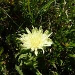 Hieracium berardianum Цвят