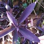 Tradescantia pallidaЛисток