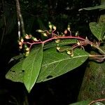 Cinnamomum chavarrianum Otro