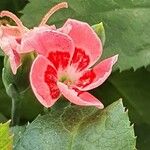 Pelargonium inquinans 花