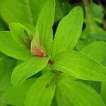 Hypericum tetrapterum Ліст