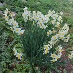 Narcissus tazetta Blüte