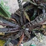 Cryptanthus zonatus Φύλλο