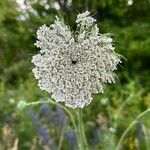 Visnaga daucoidesFlower