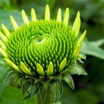 Echinacea angustifolia Blomst