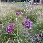 Verbena bonariensisFlors