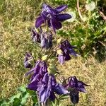 Aquilegia alpina Flor