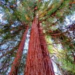 Sequoia sempervirens Hàbitat
