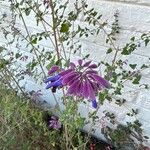 Salvia semiatrata Flower