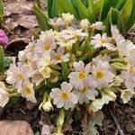 Primula vulgarisКветка