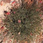 Melaleuca radula Plante entière