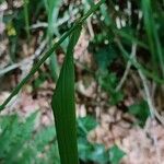 Festuca altissima Bark