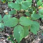 Toxicodendron radicans Ліст