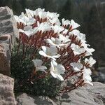 Saxifraga burseriana Alkat (teljes növény)