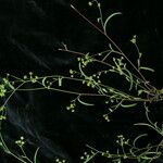 Bupleurum gracillimum موطن