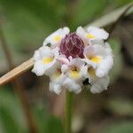 Phyla nodiflora 花