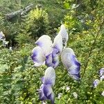 Aconitum variegatum 花