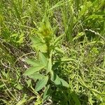 Linum flavum Blad