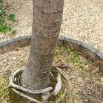 Schotia latifolia Bark