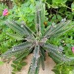 Kalanchoe rosei Leaf