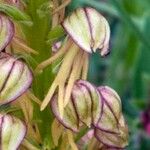 Orchis anthropophora Fiore