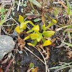 Primula glutinosa Blad