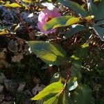 Paeonia cambessedesii Leaf