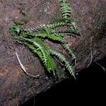 Asplenium formosum Muu