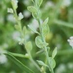 Lepidium sativum Плод