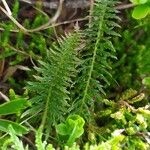 Pedicularis comosa Лист