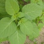 Solanum americanum Blatt