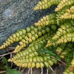Asplenium viride Yaprak