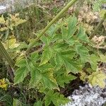 Heracleum sphondylium 葉