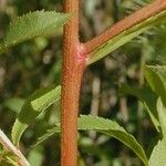 Penthorum sedoides Bark