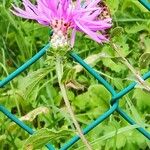 Centaurea nigrescensFlower