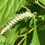 Elsholtzia stauntonii Flor