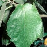 Entelea arborescens Leaf