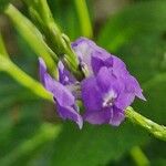 Stachytarpheta jamaicensis Fiore