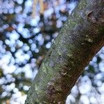 Corylus avellana Corteccia