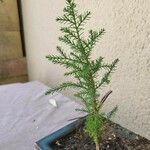 Juniperus virginiana ഇല