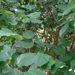 Coccoloba caracasana Hoja