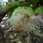 Barringtonia neocaledonica Λουλούδι