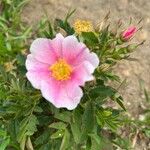 Rosa arkansana Flower