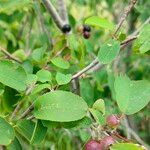 Amelanchier ovalis Frukt